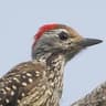 Cardinal Woodpecker