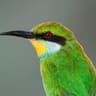 Swallow-tailed Bee-eater