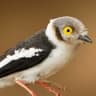White-crested Helmetshrike