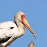 Yellow-billed Stork