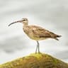 Eurasian Whimbrel