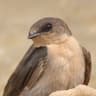 Large Rock Martin