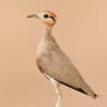 Temminck's Courser