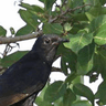 Black Cuckoo