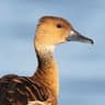 Fulvous Whistling Duck