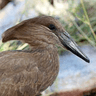 Hamerkop