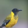 Black-headed Oriole