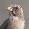 Streaky-headed Seedeater