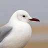 Hartlaub's Gull