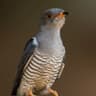 African Cuckoo
