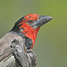 Black-collared Barbet