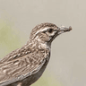 Sabota Lark