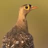 Double-banded Sandgrouse