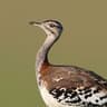 Denham's Bustard