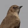 Brown-backed Honeybird