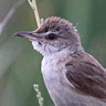 Great Reed Warbler