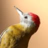 Olive Woodpecker