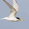 Little Tern