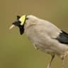 Wattled Starling