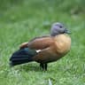 South African Shelduck