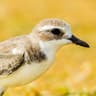Tibetan Sand Plover