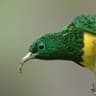 African Emerald Cuckoo