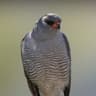 Gabar Goshawk