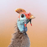 Helmeted Guineafowl
