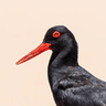 African (Black) Oystercatcher