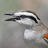Brown-crowned Tchagra