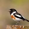 African Stonechat