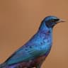 Meves's Starling