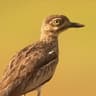 Water Thick-knee