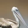 Pink-backed Pelican