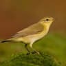 Willow Warbler