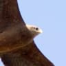 Yellow-billed Kite