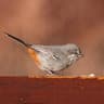 Chestnut-vented Warbler (Tit-Babbler)