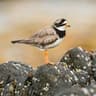 Common Ringed Plover