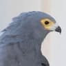 African Harrier-Hawk