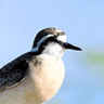 Kittlitz's Plover