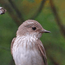 Spotted Flycatcher