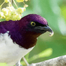 Violet-backed Starling