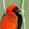 Southern Red Bishop