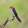 Lesser Striped Swallow