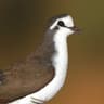 Tambourine Dove