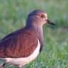 Black-winged Lapwing