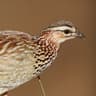 Crested Francolin