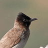 Common (Dark-capped) Bulbul