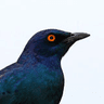 Cape (Glossy) Starling