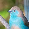 Blue Waxbill